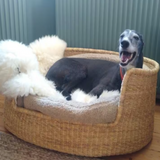 Comfortable Dog Basket Bed | Dobermann bed | Natural dog bed | Woven dog bed | Luxury dog basket | Indestructible dog bed | luxury dog bed