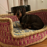 Comfortable Dog Basket Bed | Pink dog bed | Beautiful dog bed | Maltese Dog bed | Shih Tzu dog bed | Puppy furniture | Puppy bed