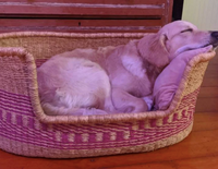Comfortable Dog Basket Bed | Pink dog bed | Beautiful dog bed | Maltese Dog bed | Shih Tzu dog bed | Puppy furniture | Puppy bed
