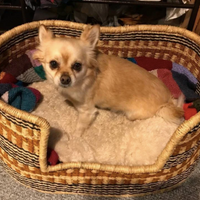 Comfortable Dog Basket Bed/ woven basket for pet / pet baskets / Ghana bolga pet basket/ Chihuahua dog bed | Puppy bed | pet bed | cat bed