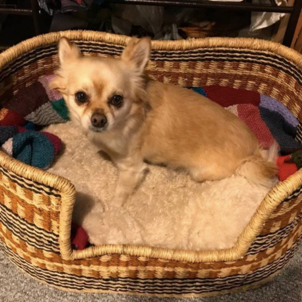 Comfortable Dog Basket Bed woven basket for pet pet baskets Ghana KwayuFashion