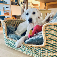 Comfortable dog basket | dog bed basket | Handmade dog bed | woven dog bed | Green dog bed | dog furniture | pet house | Puppy bed